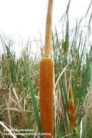   Infructescence:   Typha orientalis ; Photo by South Australian Seed Conservation Centre, used with permission
